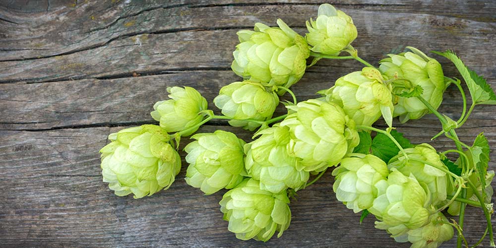 simcoe-hops