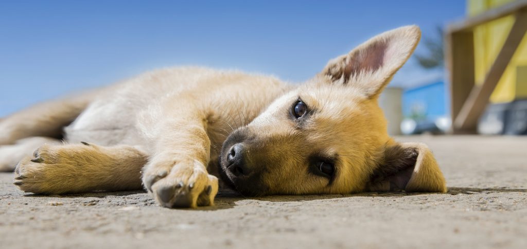 Cervejaria dá 3 meses de cerveja para quem adotar um cachorro durante a quarentena