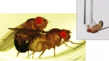 Machos de moscas rejeitados bebem mais álcool, diz estudo