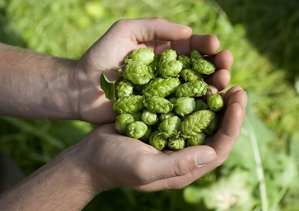 Grupo Petrópolis inicia vendas de lúpulo brasileiro em pellets e mira em microcervejarias