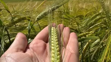 Ambev Lança Nova Variedade de Cevada Brasileira Após 12 Anos de Pesquisa